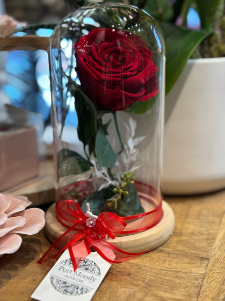 Eternally Yours Preserved Red Rose Cloche