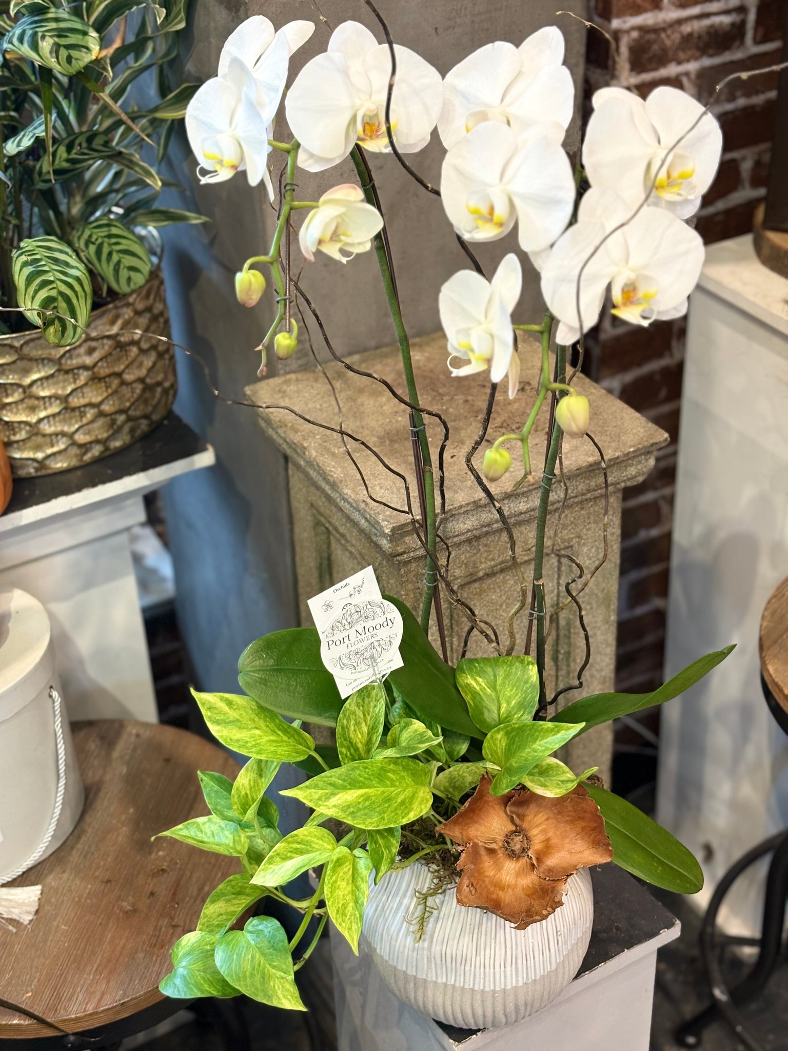 “Double Stemmed Orchid Planter”
