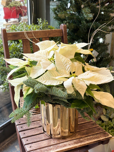 Potted Poinsettia