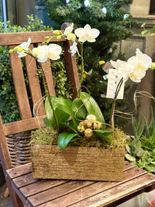 Golden Ceramic Orchid Planter