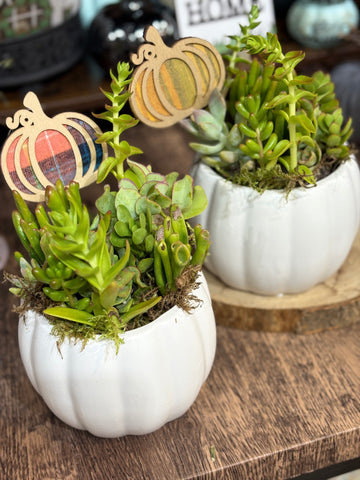 “Pumpkin Succulent Patch”