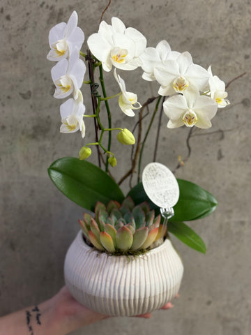 “Mini Orchid & Succulent”