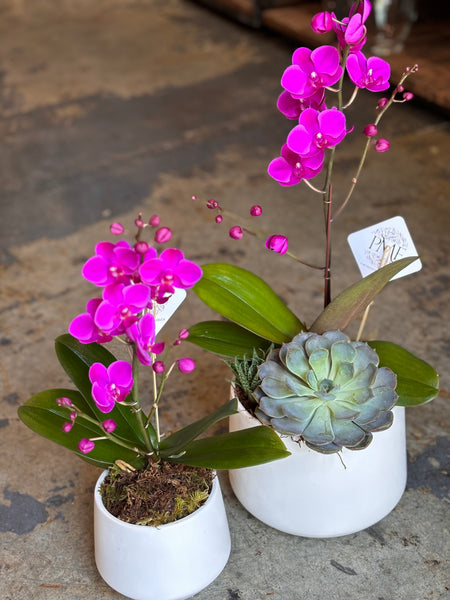 The Pink Splash Orchid. Pick your size