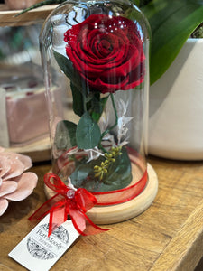 Eternally Yours Preserved Red Rose Cloche