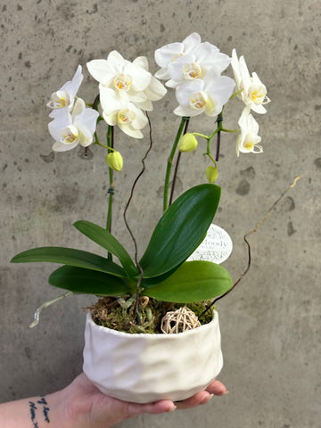 “Mini Orchid”