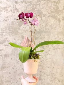 “Purple splash Orchid” - Medium