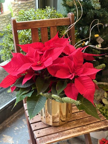 Potted Poinsettia