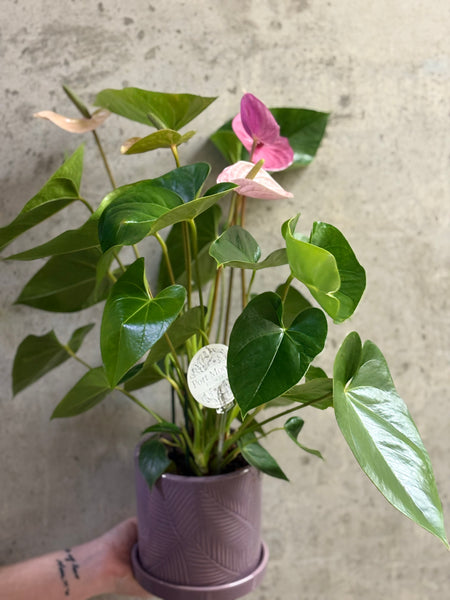 Anthurium Planter