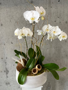 Large Orchid Planter