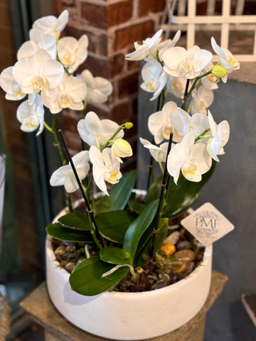 Medium Orchid Planter