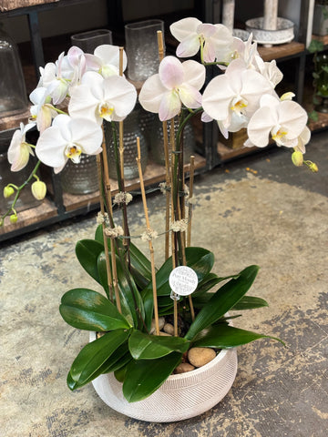 Supreme Orchid Planter