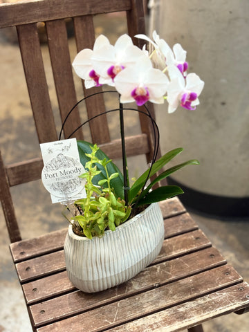 “Mini Orchid & Succulent”