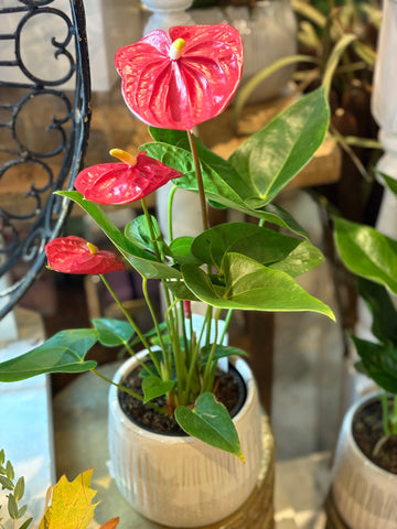 Anthurium Planter