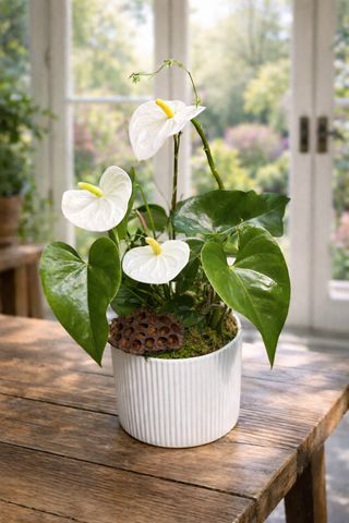 Orchids & Plants Collection - Port Moody Flowers - Same Day Delivery