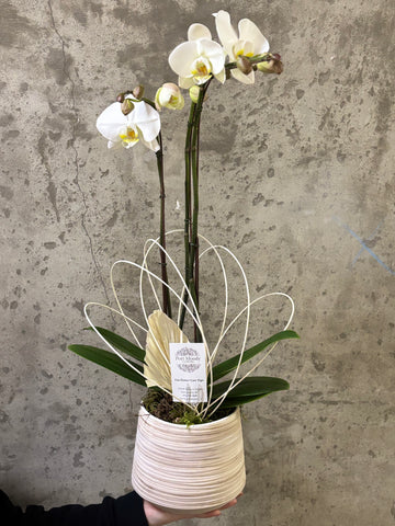 “Double Stemmed Orchid Planter”