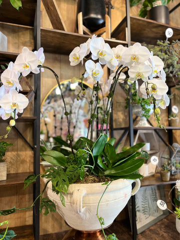 Supreme Orchid Planter