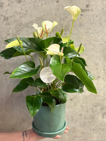 Anthurium Planter
